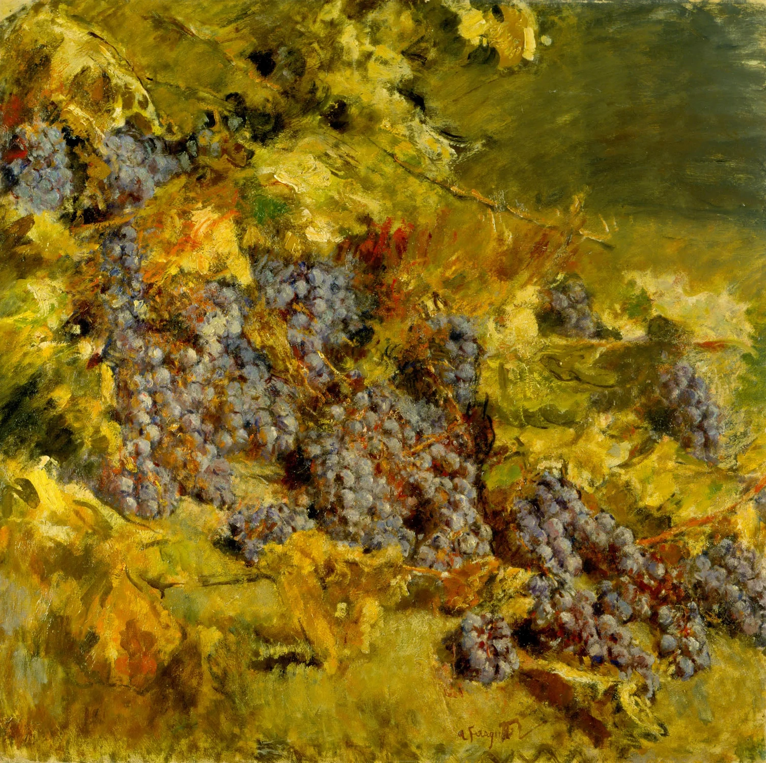 Uva